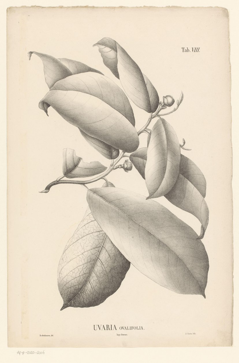 Grein med blader og blomsterknopper Uvaria Ovalifolia (tittel på objekt) av Ernst Philipp Sixtus
