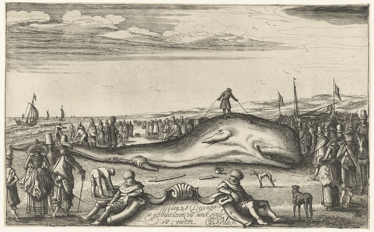 Strandet spermhval på stranden ved Noordwijk, 1614 av Esaias van de Velde