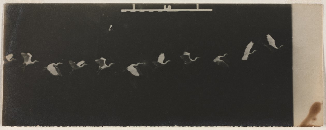 Kronofotografi av en flyvende hegre av Etienne Jules Marey
