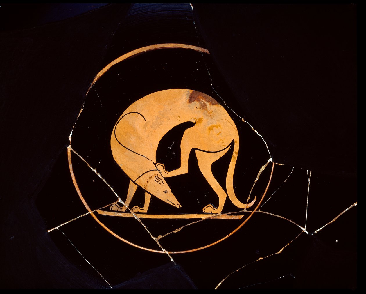Attic rødfigurskopp med hund som klør seg i øret med et bakbein, inni tondo, 500-tallet f.Kr. av Euergides painter
