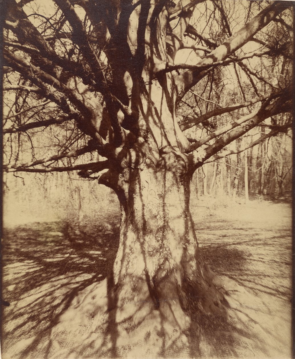 Bøk (Garche) av Eugène Atget