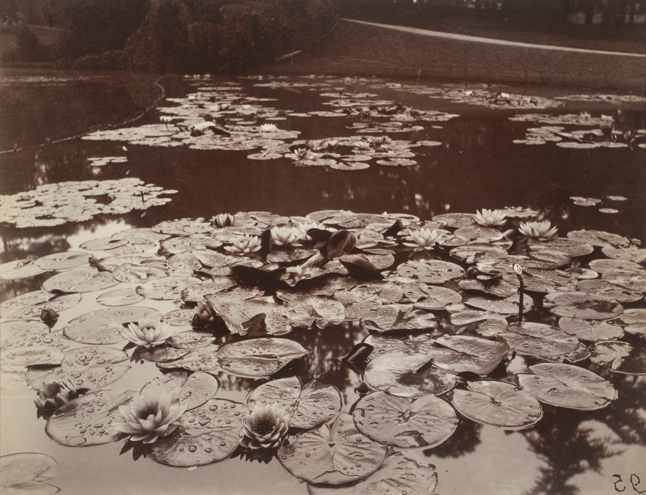 Vannliljer av Eugène Atget