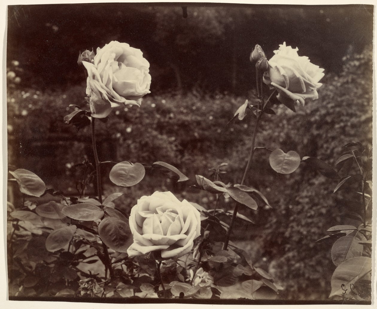 Roser av Eugène Atget