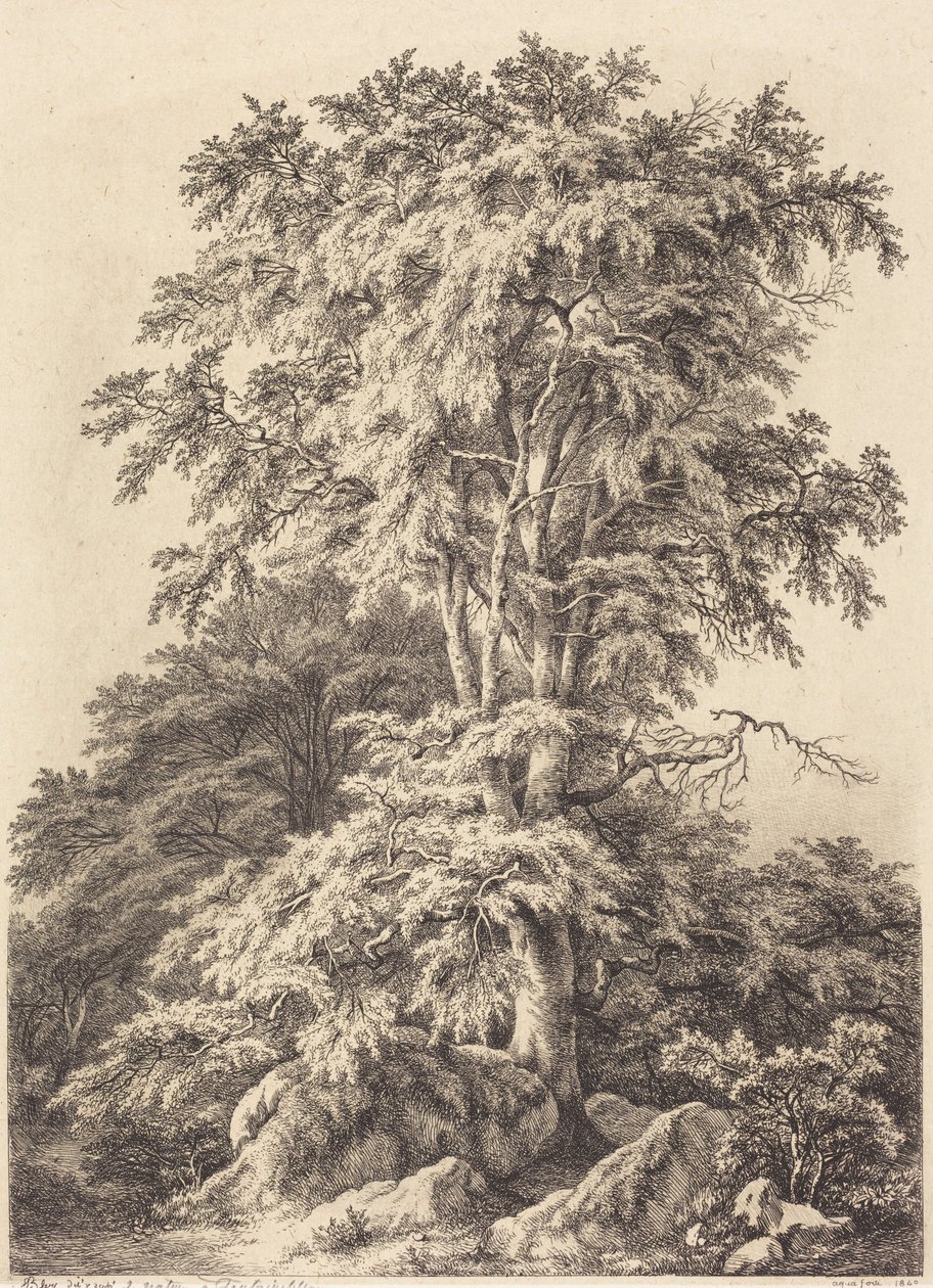 Bøkelund av Eugene Bléry