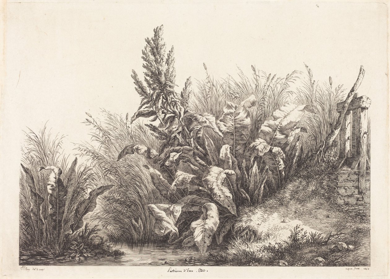 Vannsyre, studie av Eugene Bléry