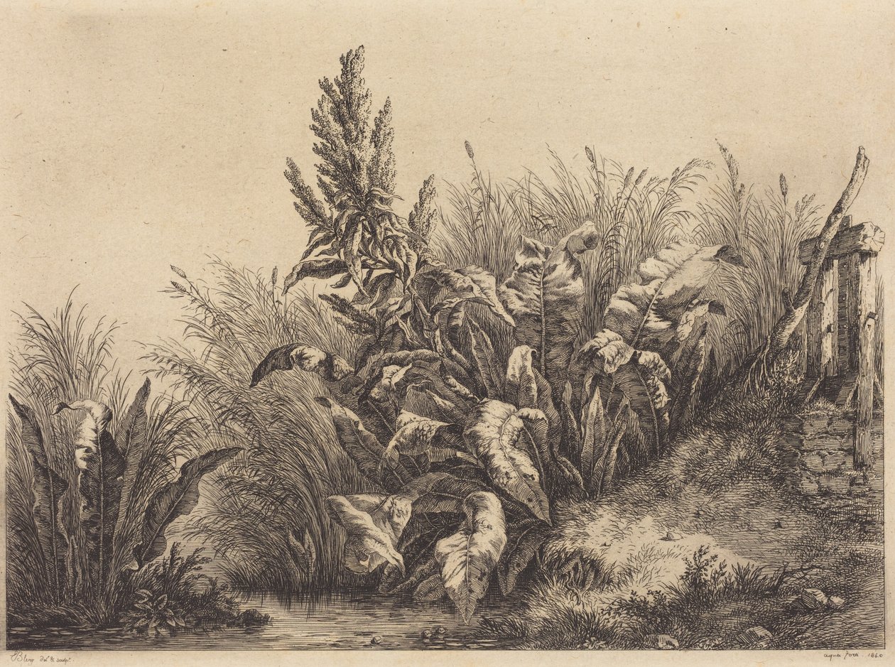 Vannsyre av Eugene Bléry