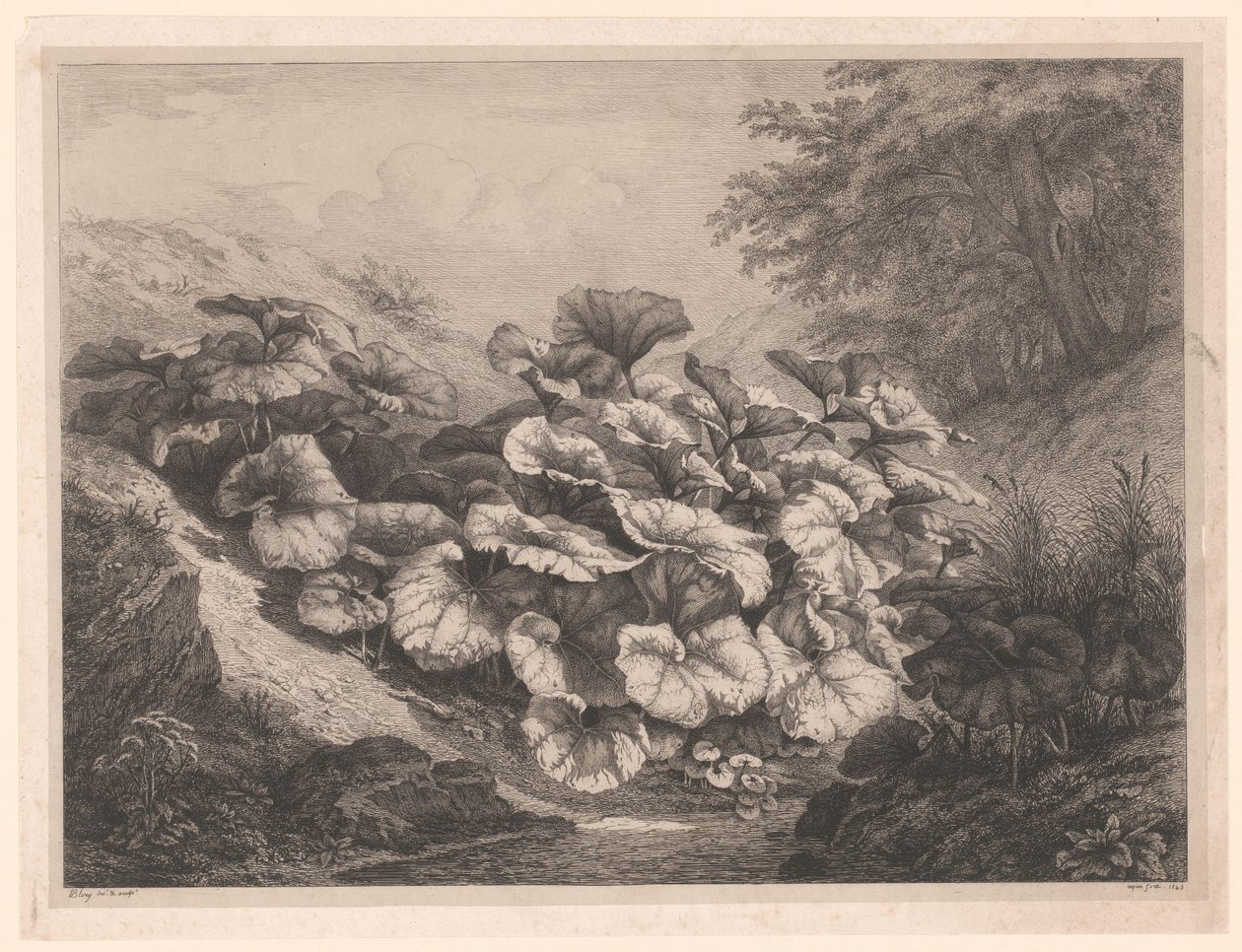 Groot hoefblad De store coltsfoots Vier grote plante soorten (serietittel) De fire store plantene (serietittel) av Eugene Bléry