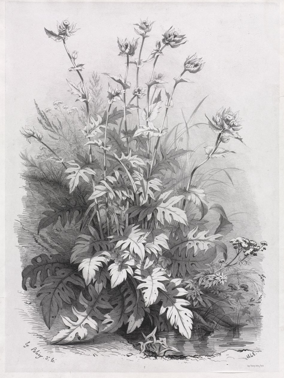 Grupper av forskjellige planter tegnet etter naturen: nr. 7 av Eugene Bléry