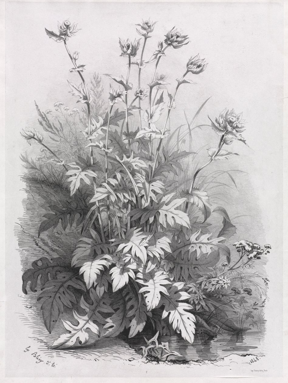 Grupper av forskjellige planter tegnet etter naturen: nr. 7, 1848. av Eugene Bléry