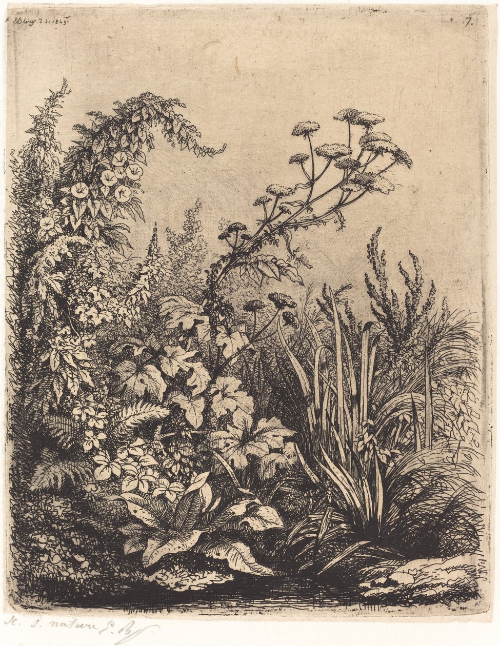 La petite berle aux liserons Liten vannpastinakk med bindweed, utgitt 1849. av Eugene Bléry