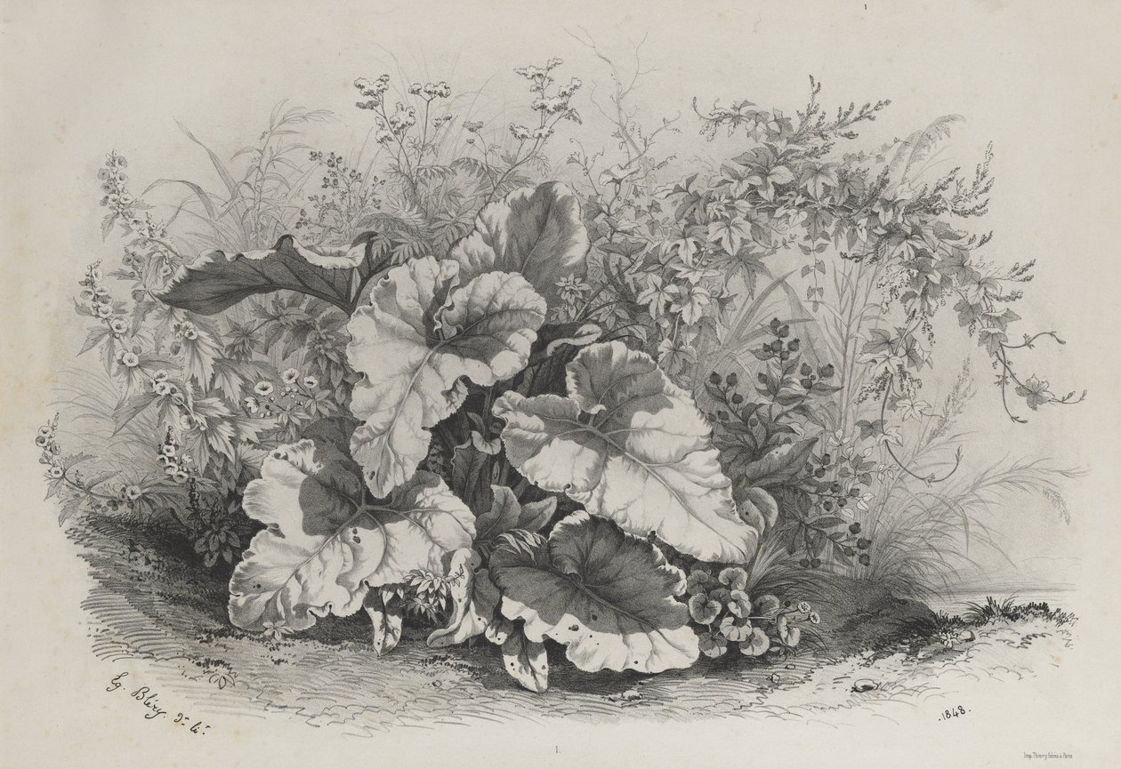 Plantestudie fra gruppe forskjellige planter tegnet og litografert etter naturen..., 1848. av Eugene Bléry