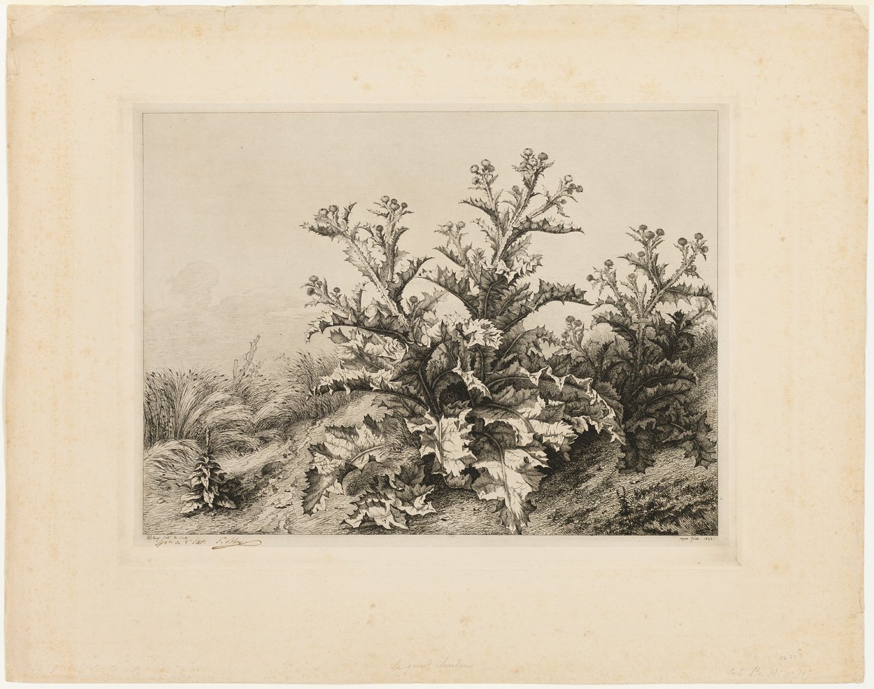 The Large Thistle, tallerken tre fra Les quatres grandes plantes av Eugene Bléry