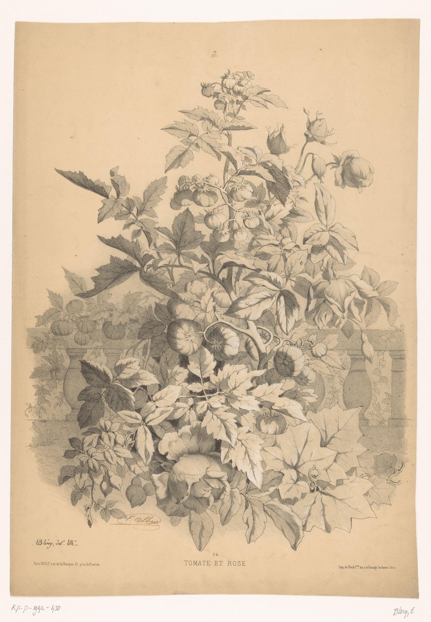 Tomat i rosan Tomat og rose (tittel på objekt) Planten en bloemen (serietittel) Industriell guide hentet fra naturen og litografiert av Bléry (serietittel) av Eugene Bléry