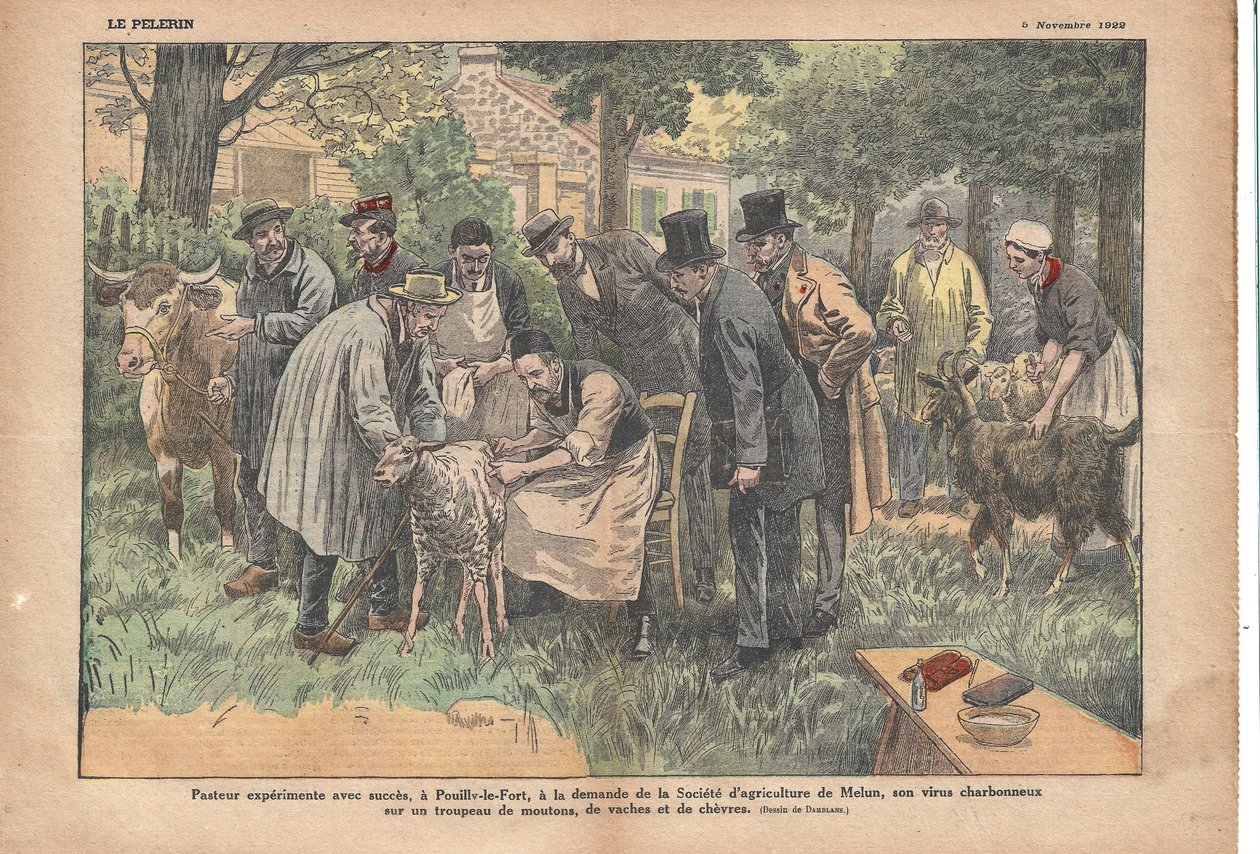 På Pouilly-le-Fort, på forespørsel fra Melun Agricultural Society, testet Pasteur med hell miltbrannviruset sitt på en flokk med sauer, kyr og geiter., Le Pèlerin, 5/11/1922 (trykk) av Eugene Damblans