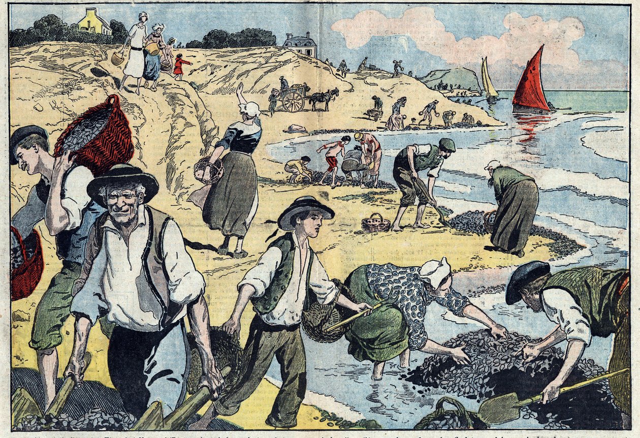 Innbyggerne i Thouais-kysten høster blåskjell. Kernevel, Finistere (29), Bretagne. Illustrasjon av Damblans. I "" Le Pelerin"" av 31. august av Eugene Damblans