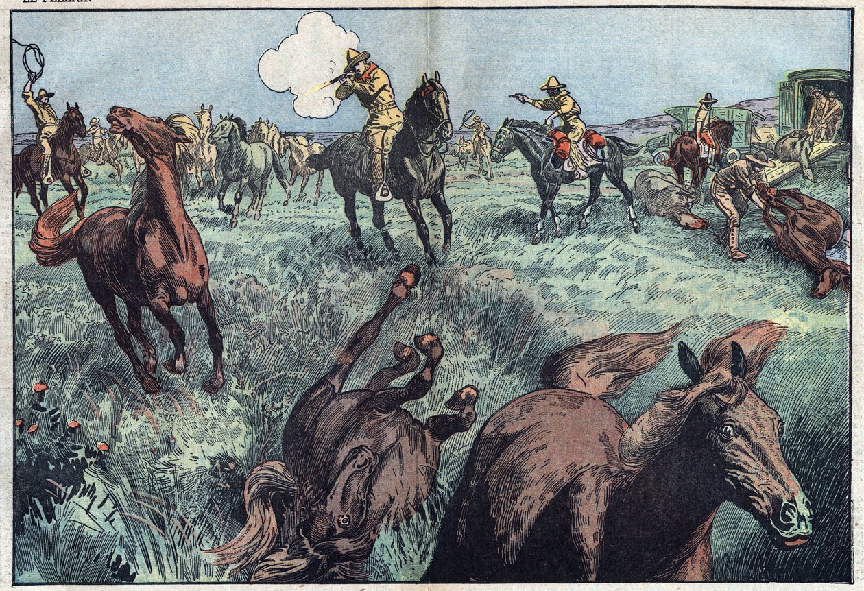 Villhester slaktes i USA. Illustrasjon av Damblans. I "" Le Pelerin"" av 31. januar av Eugene Damblans