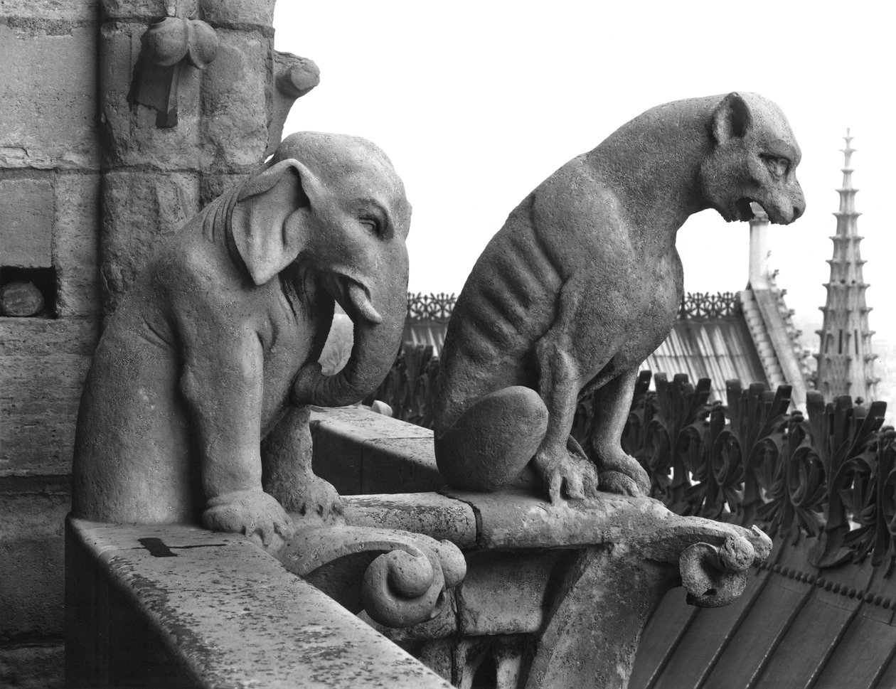 Elefant- og løvegargoyler fra balustraden til Grande Galerie på vestfasaden, kopi av en original (stein) fra 1100-tallet (s/hvitt-bilde) av Eugene Emmanuel Viollet le Duc