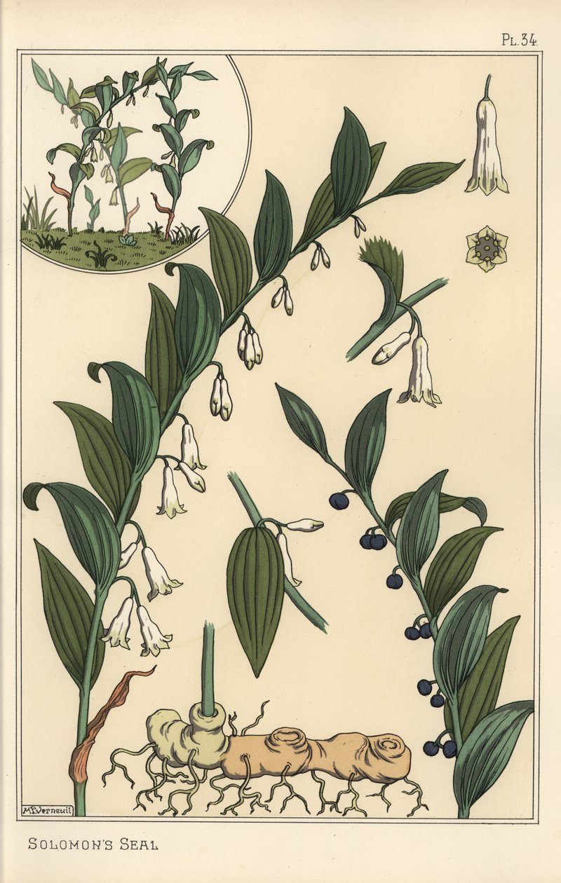 Botanisk illustrasjon av Salomos segl, Polygonatum multiflorum av Eugene Grasset