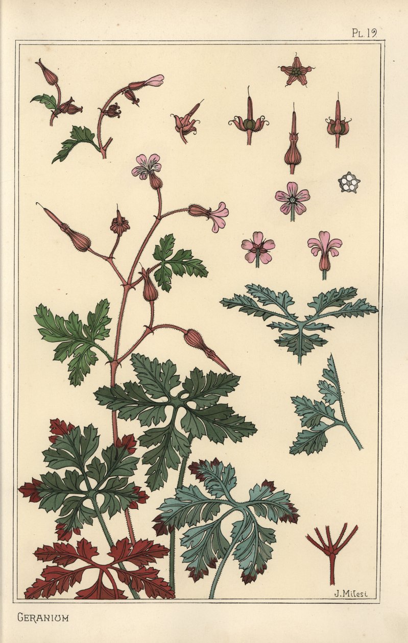 Botanisk illustrasjon av en geraniumblomst, kronblader, blader av Eugene Grasset