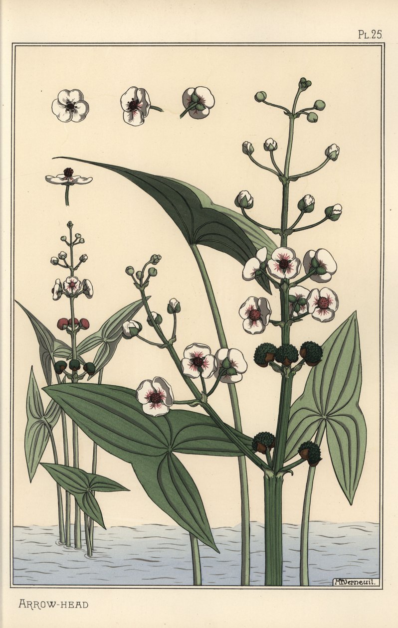 Botanisk illustrasjon av pilspissen, Sagittaria sagittifolia av Eugene Grasset