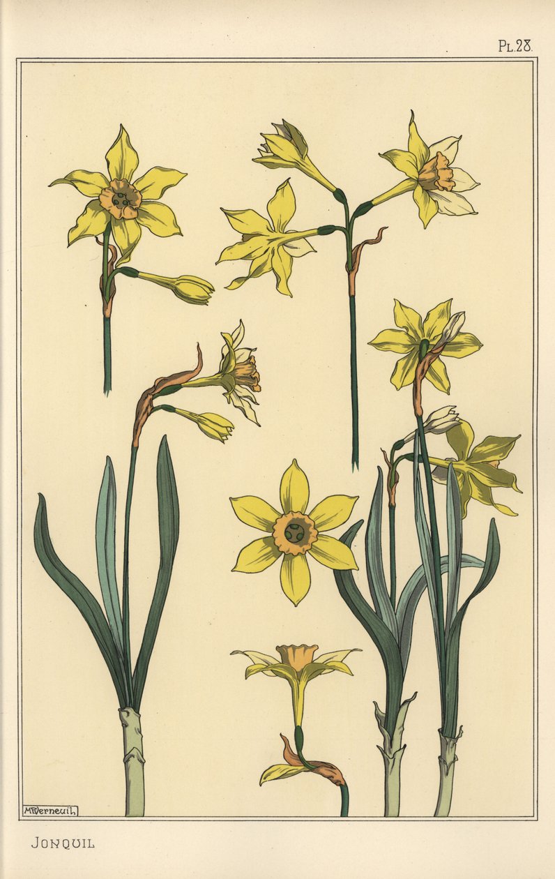 Botanisk illustrasjon av jonquil, Narcissus jonquilla, som viser deler av blomsten av Eugene Grasset