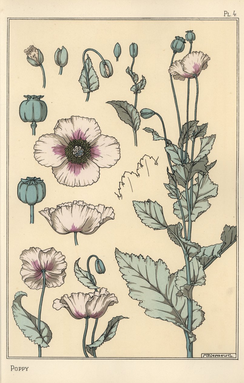 Botanisk illustrasjon av valmuen, med blomsterdeler, opiumsbelg av Eugene Grasset