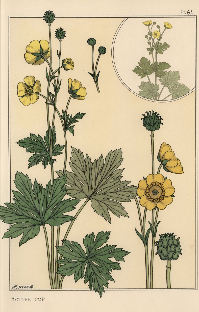Buttercup botanisk studie av Eugene Grasset