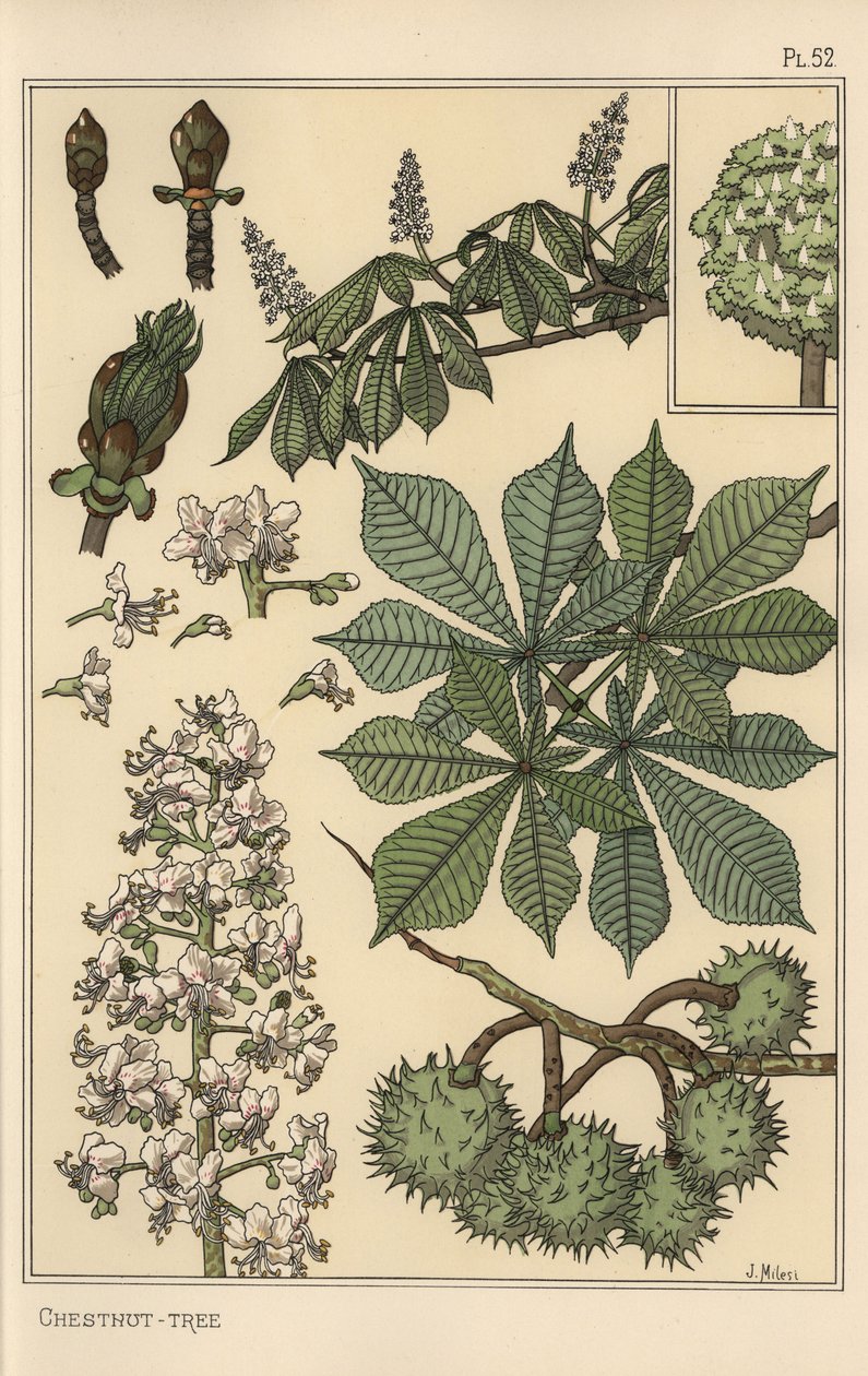 Botanisk studie av kastanjetre av Eugene Grasset