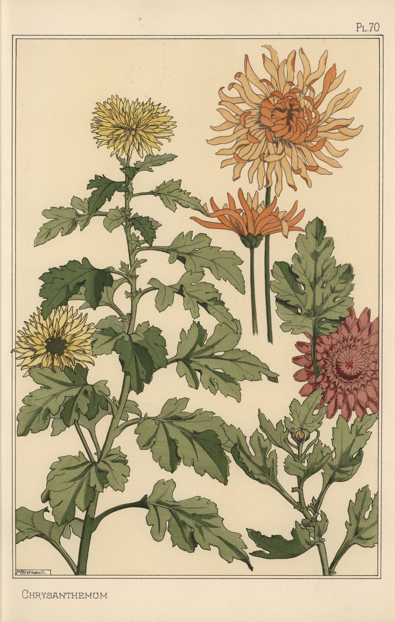 Krysantemum botanisk studie av Eugene Grasset