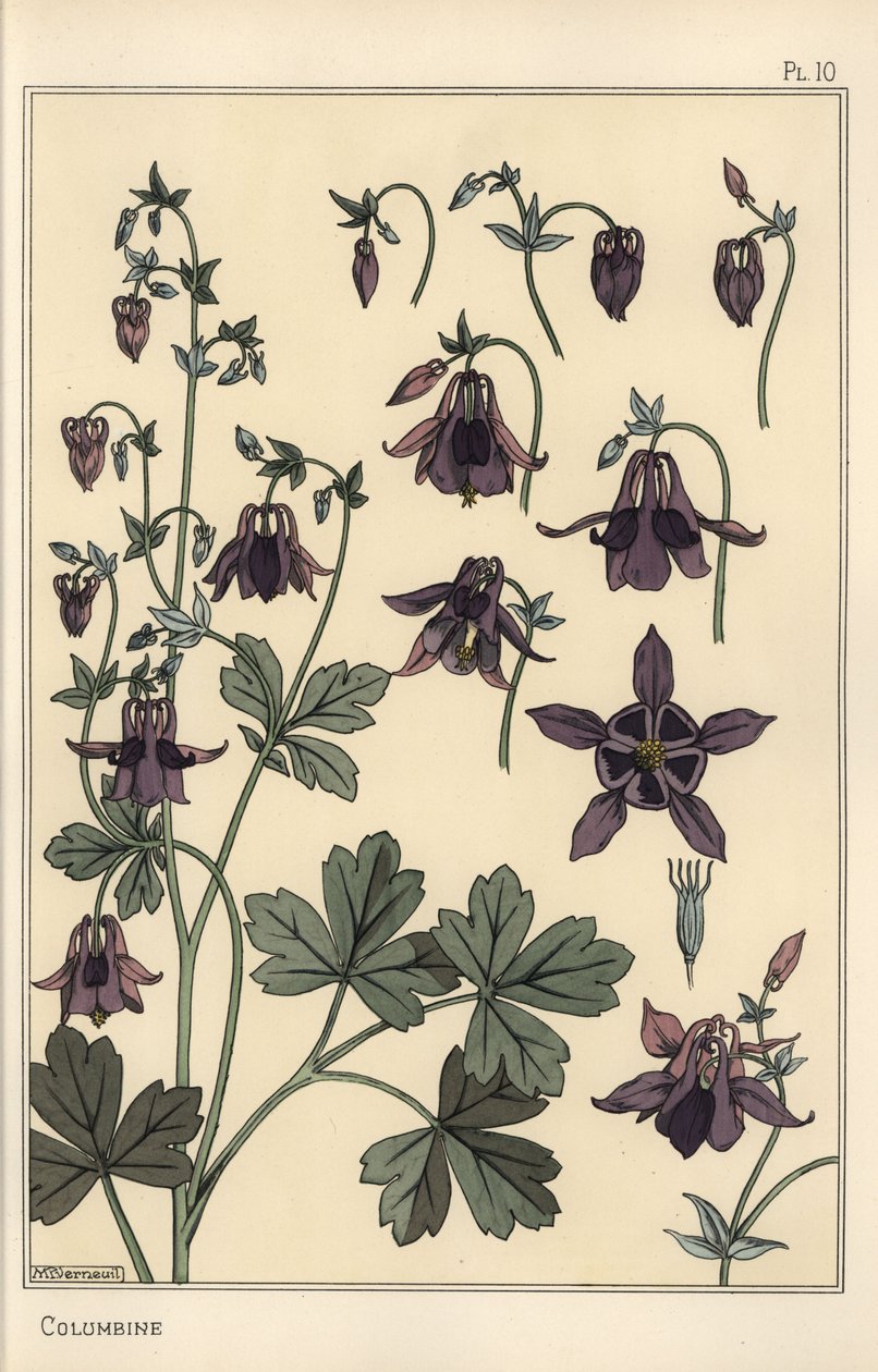 Akeleie, Aquilegia vulgaris, blomsterdeler av Eugene Grasset