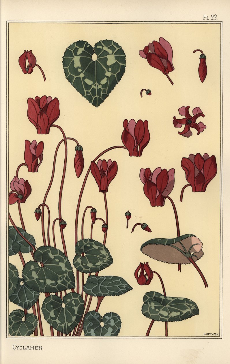 Cyclamen plante, med detaljer om blomst, blader, kronblader av Eugene Grasset