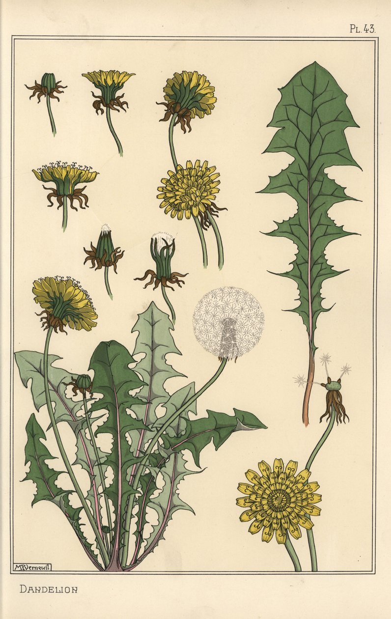 Løvetann botanisk studie av Eugene Grasset