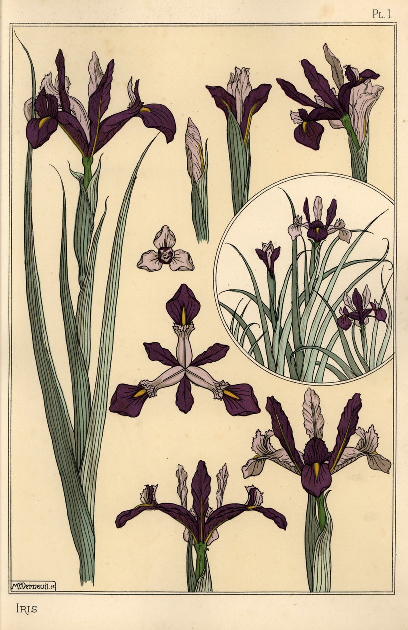 Irisplante og blomsterdeler, med innfelt av Eugene Grasset