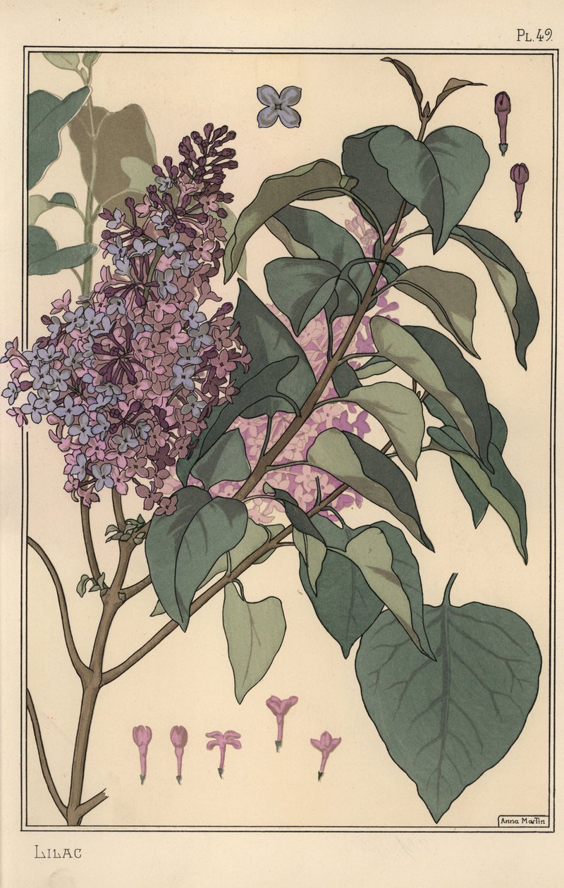 Syrin botanisk studie. av Eugene Grasset
