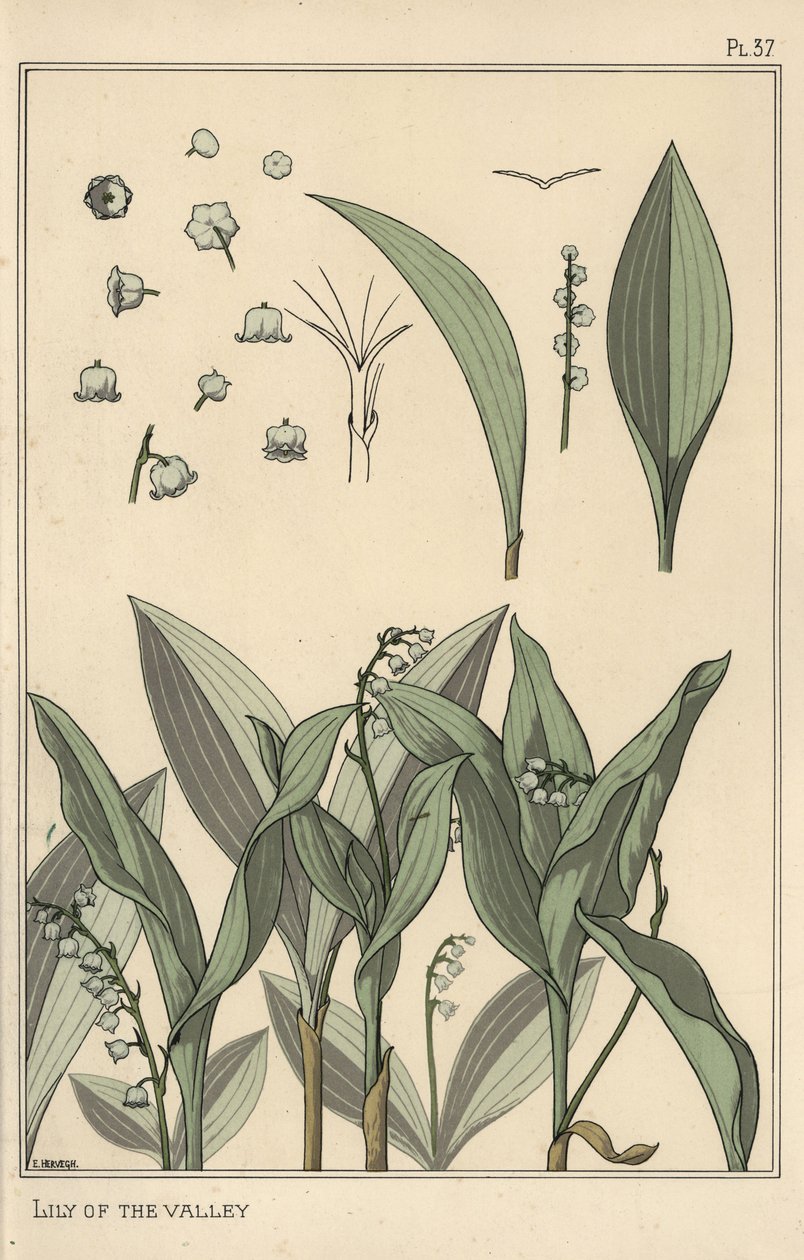 Liljekonvall, botanisk studie av Eugene Grasset