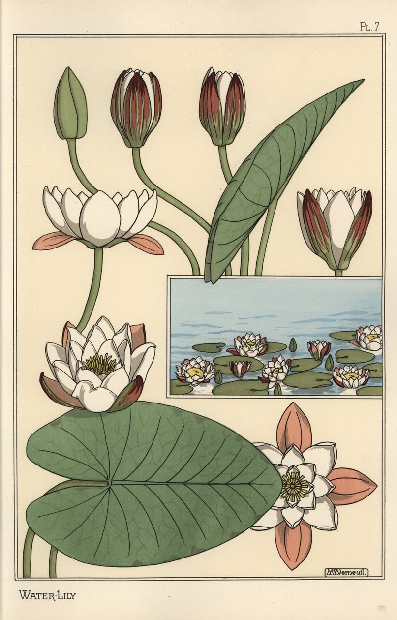 Vannliljen, Nelumbo lutea og blomsterdeler av Eugene Grasset