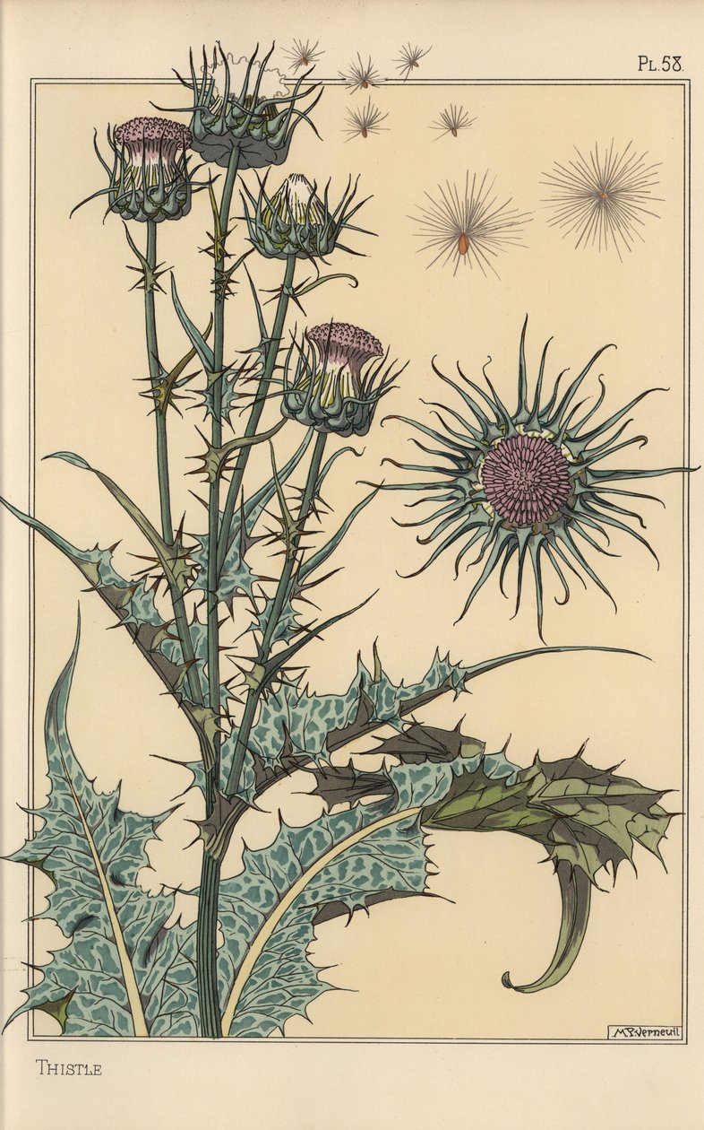 Tistel botanisk studie av Eugene Grasset