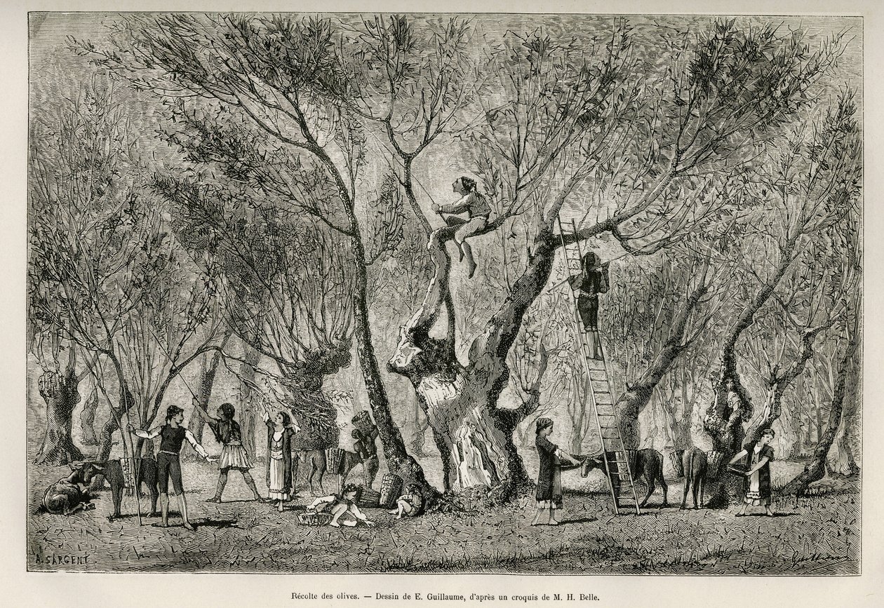 Samlingen av oliven i Amphissa-regionen, tegning av E.Guillaume, for å illustrere historien om Henri Belle: Voyage en Greece av Eugene Guillaume