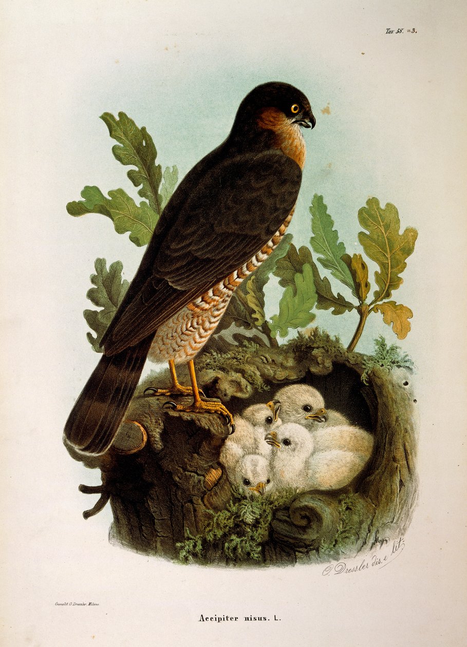 Illustrasjon fra Eugenio Bettonis "Natural History of Birds that Nest in Lombardia" som representerer eurasian Sparrowhawk Accipiter nisus, av Oscar Dressler av Eugenio Bettoni, Oscar Dressler