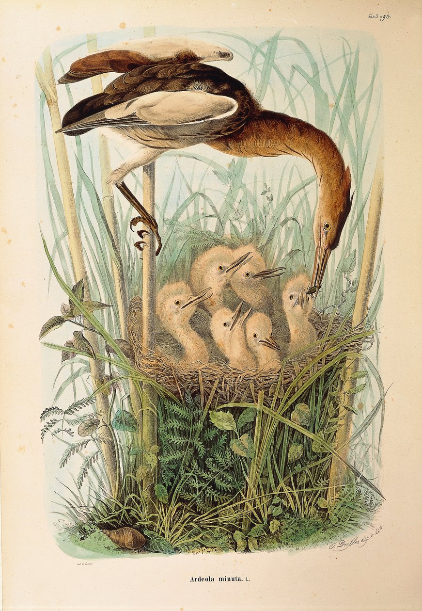 Illustrasjon fra Eugenio Bettonis "Natural History of Birds that Nest in Lombardia" som representerer Little Bittern Ixobrychus minutus, av Oscar Dressler av Eugenio Bettoni, Oscar Dressler