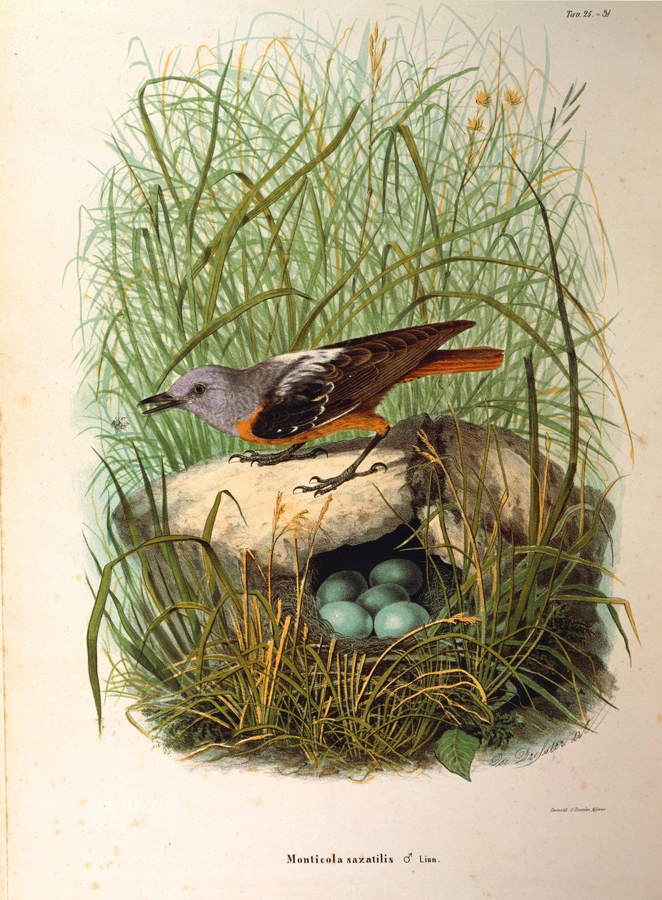 Illustrasjon fra Eugenio Bettonis "Natural History of Birds that Nest in Lombardia" som representerer Rock Thrush Monticola saxatilis hunn etter reir, av Oscar Dressler av Eugenio Bettoni, Oscar Dressler