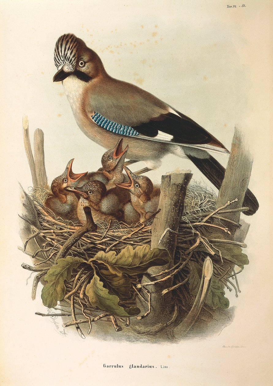 Illustrasjon fra Eugenio Bettonis "Natural History of Birds that Nest in Lombardia" som representerer den eurasiske Jay Garrulus glandarius, av Oscar Dressler av Eugenio Bettoni, Oscar Dressler