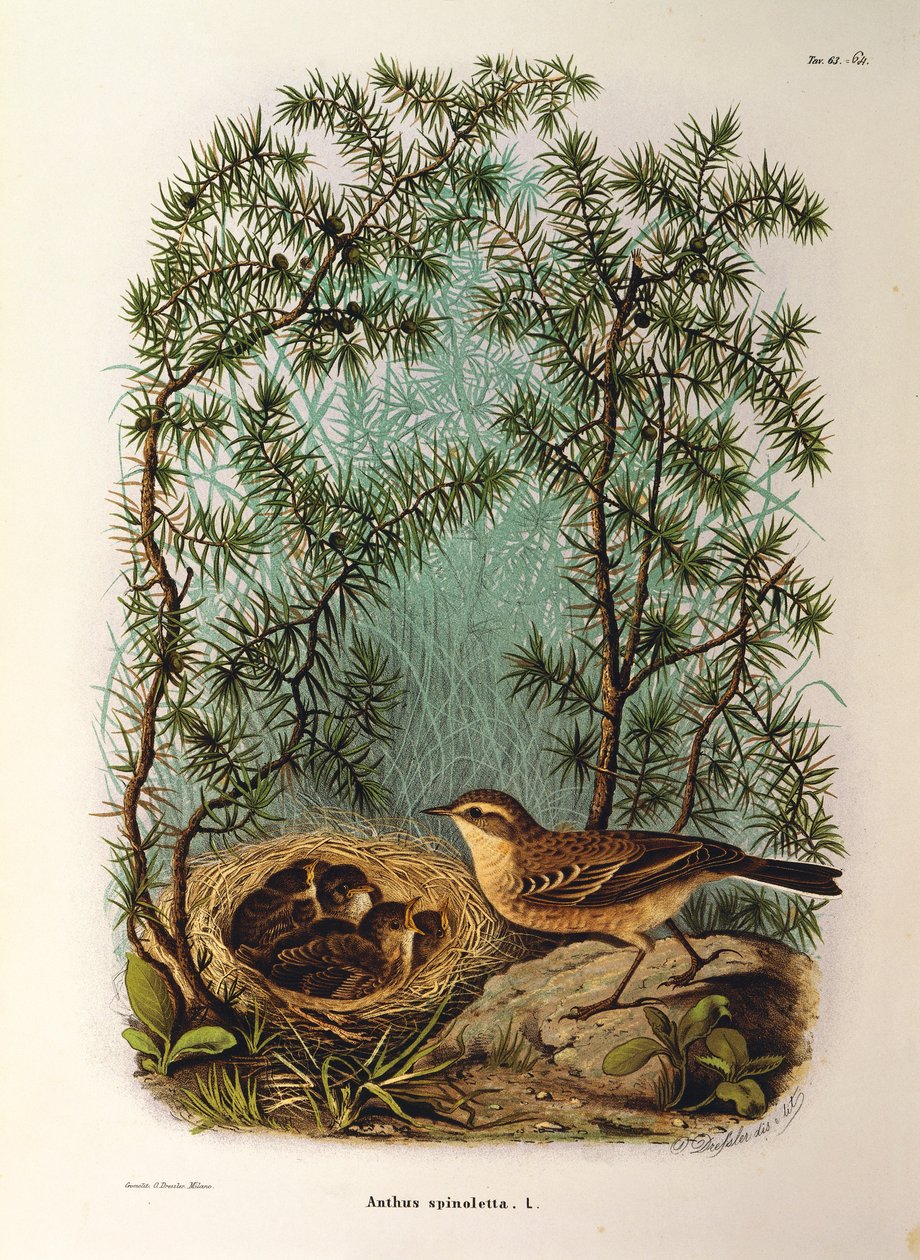 Illustrasjon fra Eugenio Bettonis "Natural History of Birds that Nest in Lombardia" som representerer vannpiper Anthus spinoletta, av Oscar Dressler av Eugenio Bettoni, Oscar Dressler