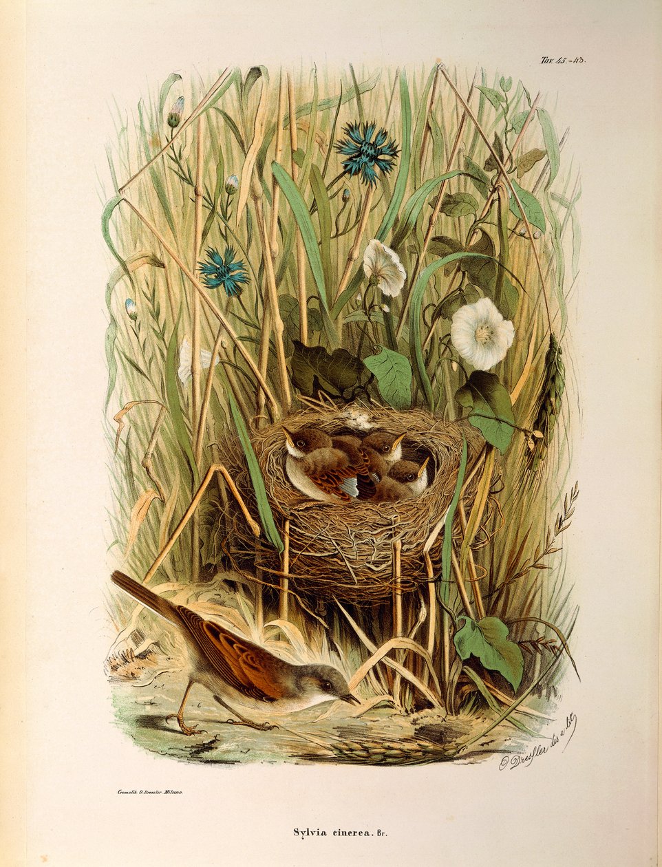 Illustrasjon fra Eugenio Bettonis "Natural History of Birds that Nest in Lombardia" som representerer Whitethroat Sylvia communis eller cinerea, av Oscar Dressler av Eugenio Bettoni, Oscar Dressler