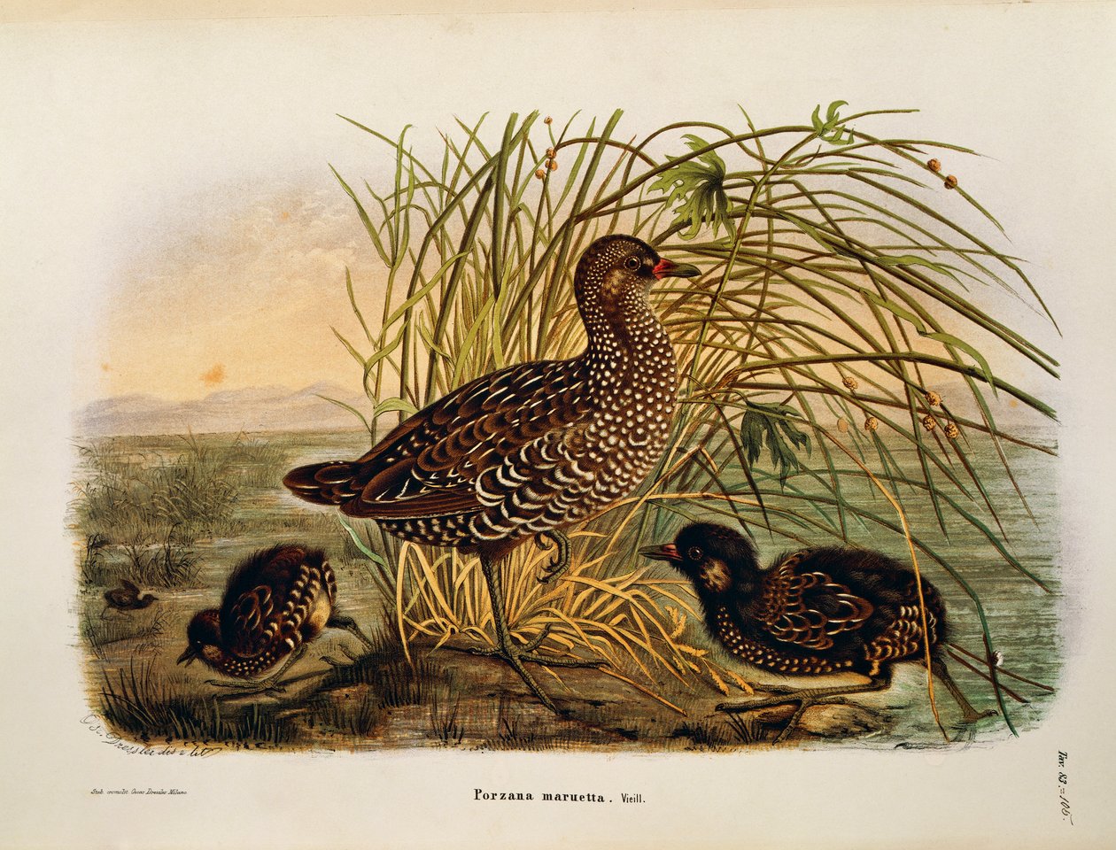 Illustrasjon fra Eugenio Bettonis "Natural History of Birds that Nest in Lombardia" som representerer Spotted Crake Porzana porzana, av Oscar Dressler av Eugenio Bettoni, Oscar Dressler