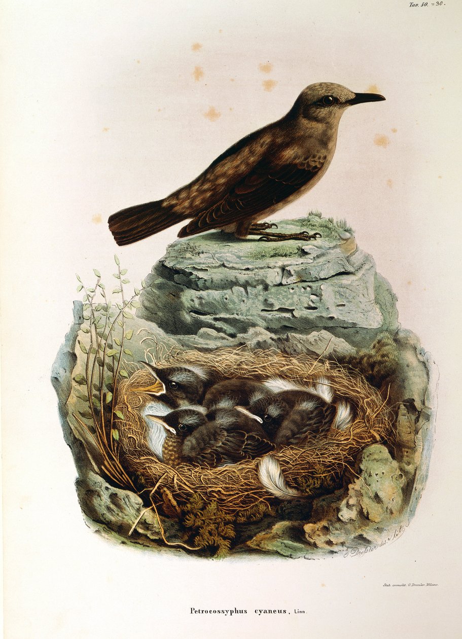 Illustrasjon fra Eugenio Bettonis "Natural History of Birds that Nest in Lombardia" som representerer Blue Rock Thrush Monticola solitarius, av Oscar Dressler av Eugenio Bettoni, Oscar Dressler