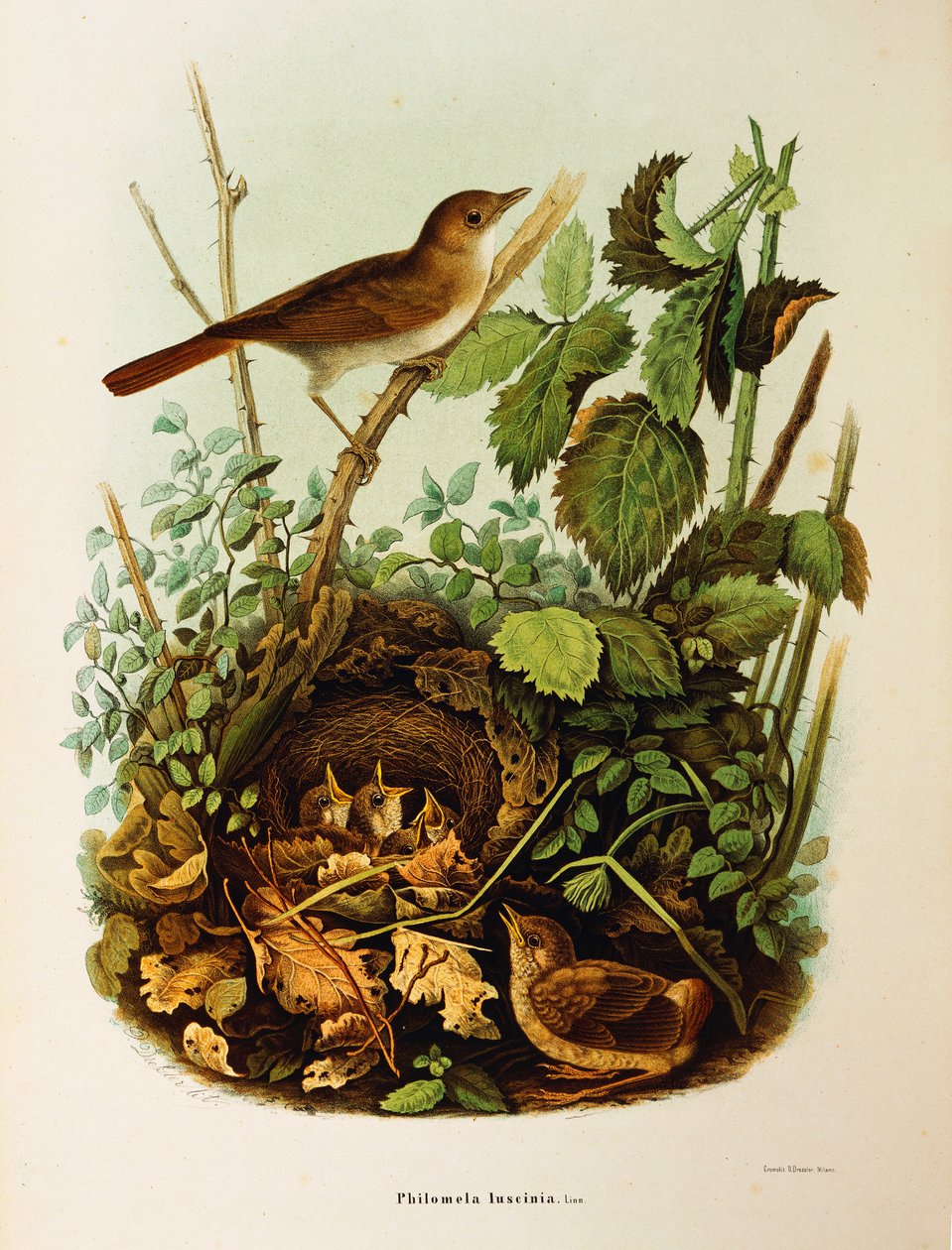 Illustrasjon fra Eugenio Bettonis "Natural History of Birds that Nest in Lombardia" som representerer Nightingale Luscinia megarhynchos, av Oscar Dressler av Eugenio Bettoni, Oscar Dressler