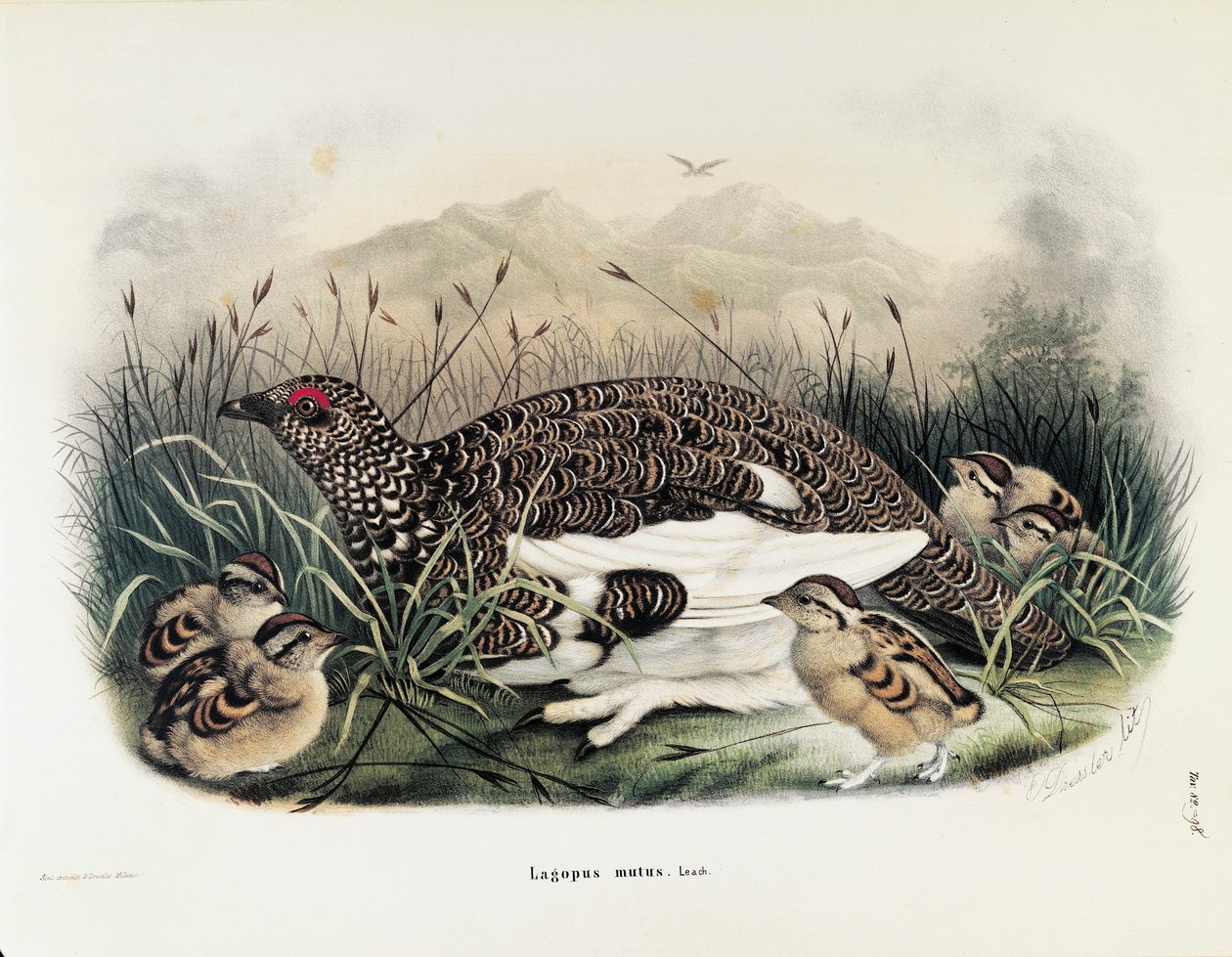 Illustrasjon fra Eugenio Bettonis "Natural History of Birds that Nest in Lombardia" som representerer bergrypa Lagopus muta, av Oscar Dressler av Eugenio Bettoni, Oscar Dressler