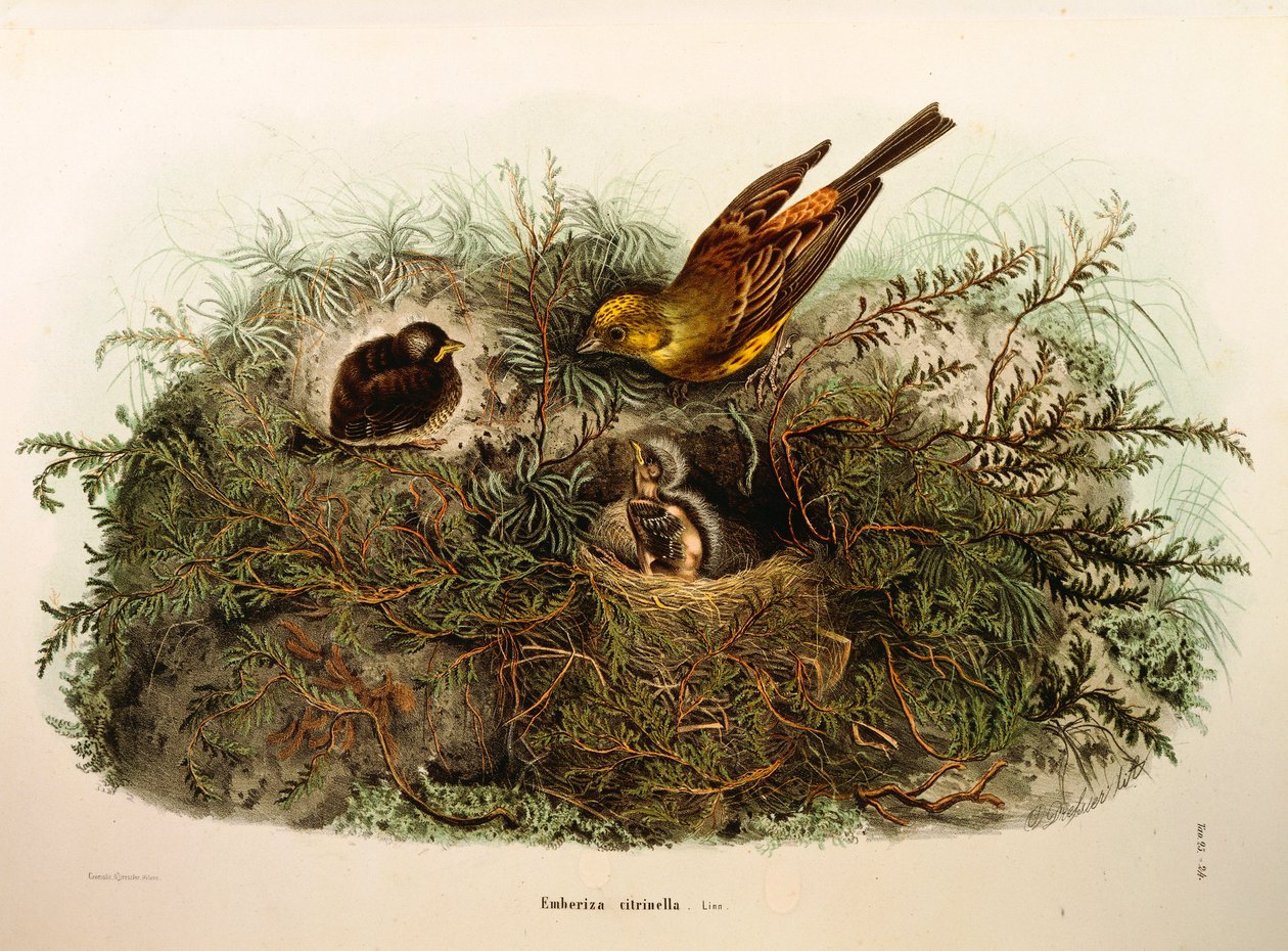 Illustrasjon fra Eugenio Bettonis "Natural History of Birds that Nest in Lombardia" som representerer Yellowhammer Emberiza citrinella, av Oscar Dressler av Eugenio Bettoni, Oscar Dressler