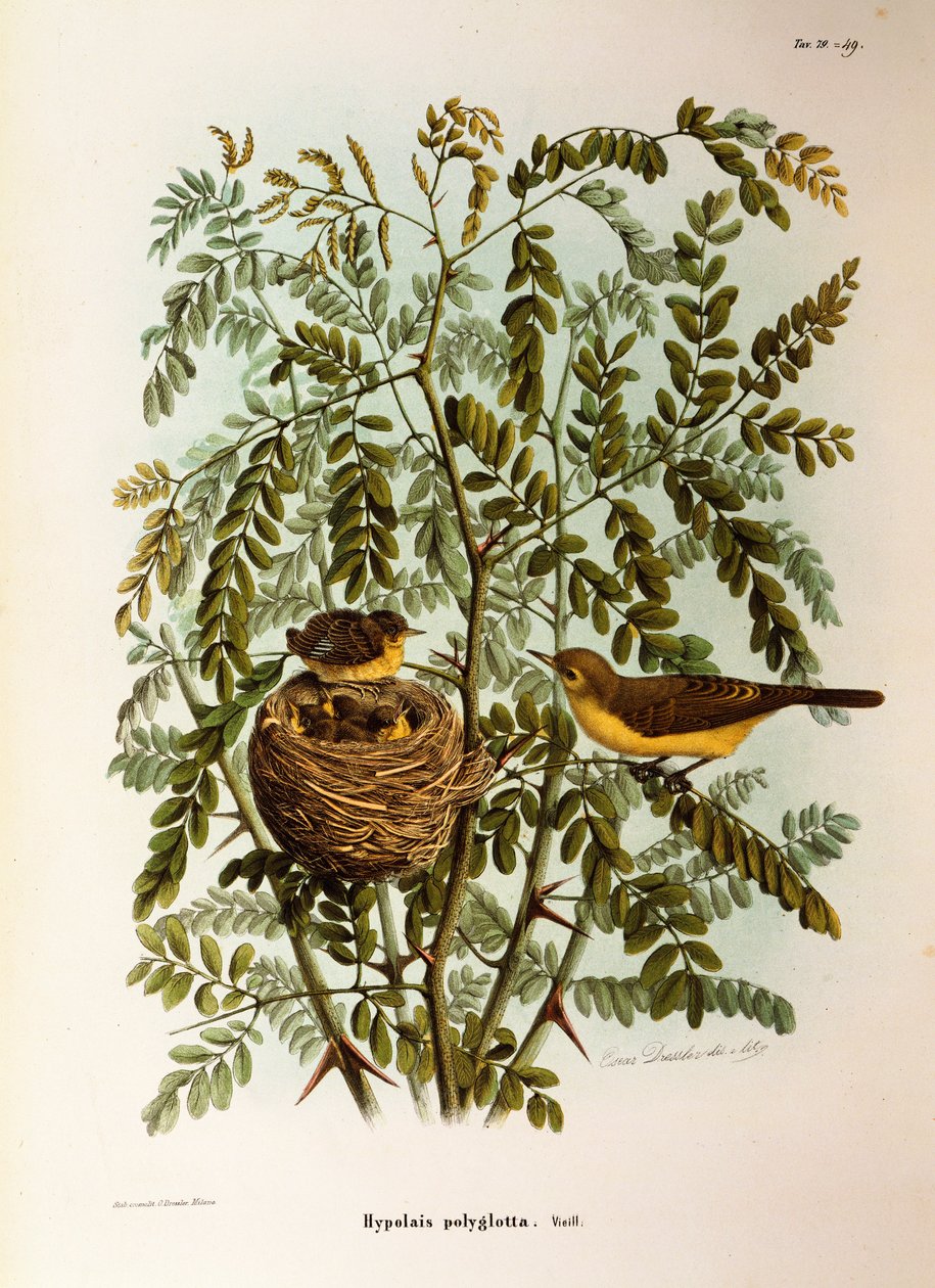 Illustrasjon fra Eugenio Bettonis "Natural History of Birds that Nest in Lombardia" som representerer Melodious Warbler Hippolais polyglotta, av Oscar Dressler av Eugenio Bettoni, Oscar Dressler